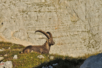 Wild european alpine ibex in nature environment