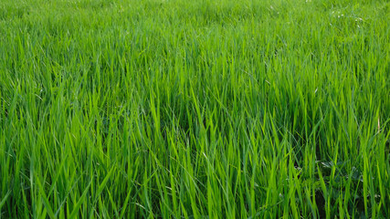 Background of a green grass