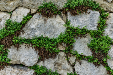 Close-up of a stone wall with emerging plants. An old rural fence of large pieces of cut stone. Texture, background.