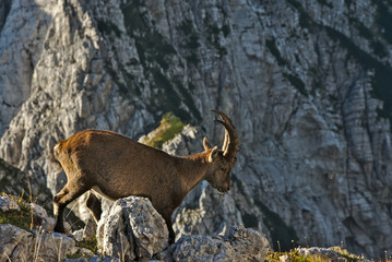 Wild european alpine ibex in nature environment