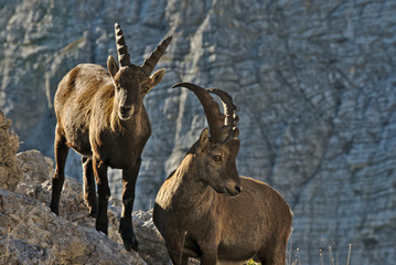 Wild european alpine ibex in nature environment