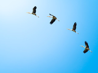 flying bird on habitat nature