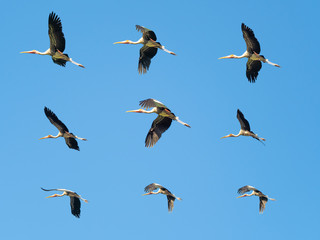 flying bird on habitat nature