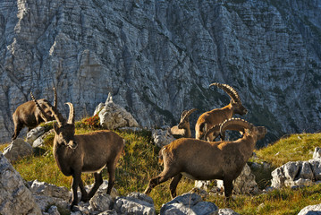 Wild european alpine ibex in nature environment