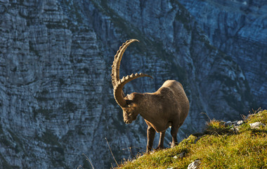Wild european alpine ibex in nature environment