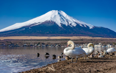Swan Lake Fuji Mountain Scenery