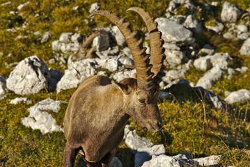 Wild european alpine ibex in nature environment