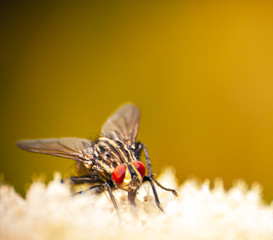 the common fly