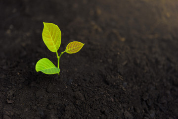 Trees with money, saving money and growing hands.