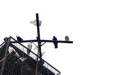 A lot of pigeons sit on a white background