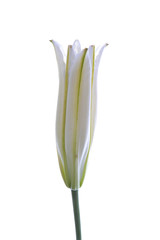 Lirio 6