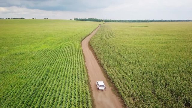 The car is going on a dirt road through a field of corn. 4k