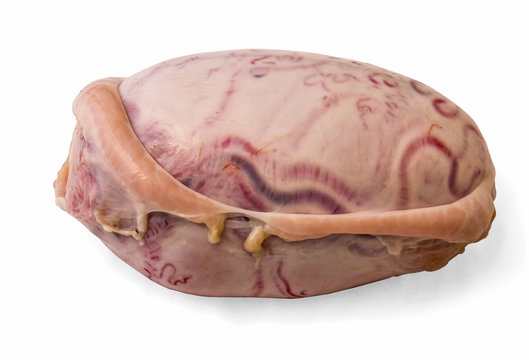 Bull testicles. Reproductive genitals of a bull. Male organs close-up.
