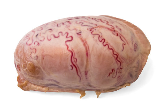 Bull testicles. Reproductive genitals of a bull. Male organs close-up.