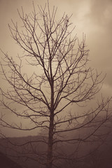 Fog Leafless Tree