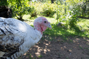 White turkey in the garden