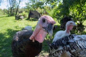 Turkey head in the green garden