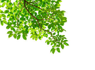 Fototapeta na wymiar Tree leaf of tropical plant