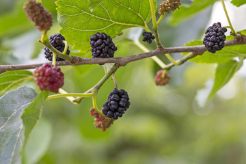 Mulberries at the tree, in summer