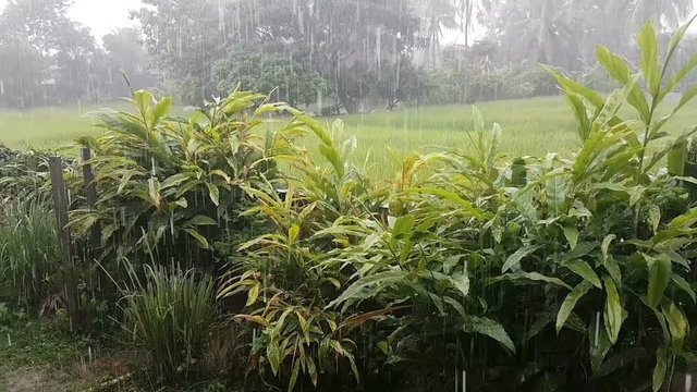 footage of raining on the plants by the rice field