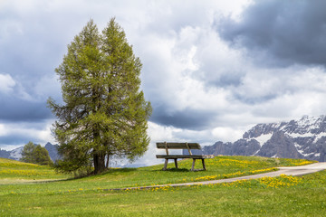 Bench on the blooming dandelions field in Alps