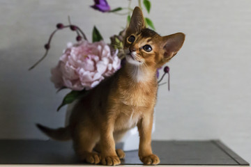 red cat with flower vase