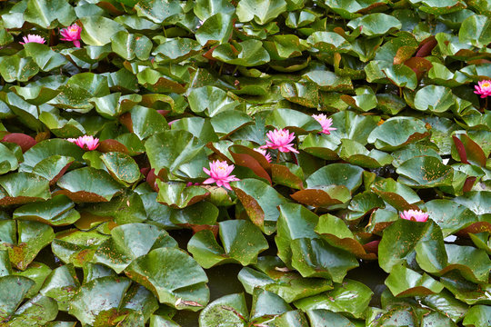 Pink flowers lotus water lily with leaves floating on the water. Netherlands July 2018