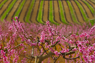 Almendros y vides 2