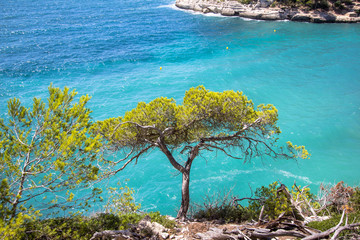 PIne trees on the cliff