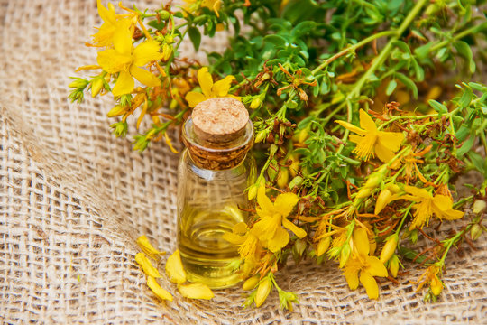 St. John's wort extract. Medicinal plants. 