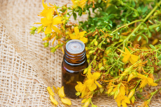 St. John's wort extract. Medicinal plants. 