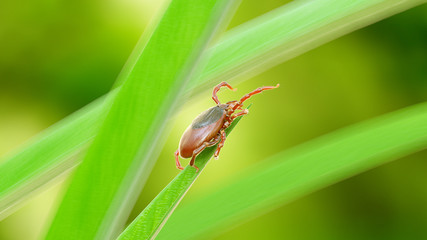 3d rendered illustration of a tick on a grass blade