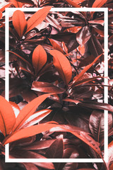 Creative layout, palm leaves in red tone with white frame. Concept