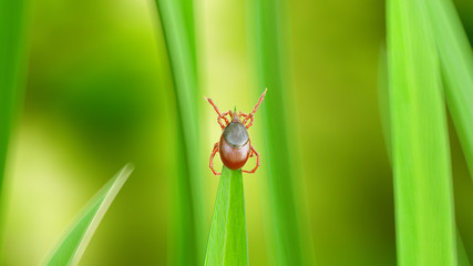 3d rendered illustration of a tick on a grass blade