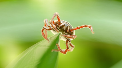 3d rendered illustration of a tick on a grass blade