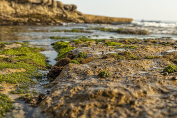 Rocks by the sea, with green algae and marine life. Estoril beach. Portugal