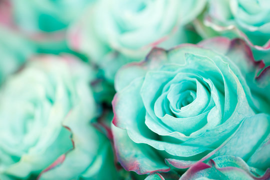Fototapeta Close-up of azure blue turquoise pastel rose. Floral background