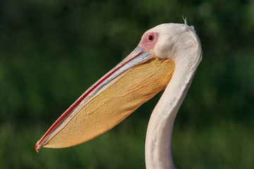 white pelicans (pelecanus onocrotalus) in Danube Delta, Romania