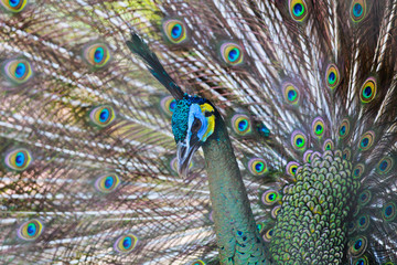 Obraz premium peacock with feathers out