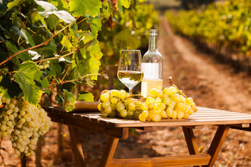 glass of White wine ripe grapes and bread on table in vineyard