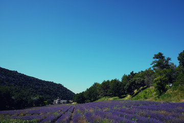Senanque Abbey and blooming lavender field in Gordes, Vaucluse, Provence, France.