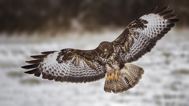 Common buzzard