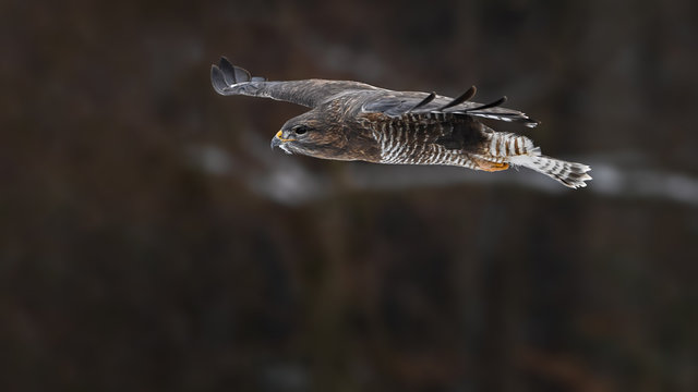 Common buzzard