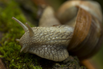 Chicciola macro
