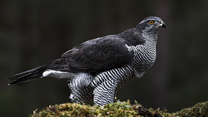 Northern Goshawk perching on rock