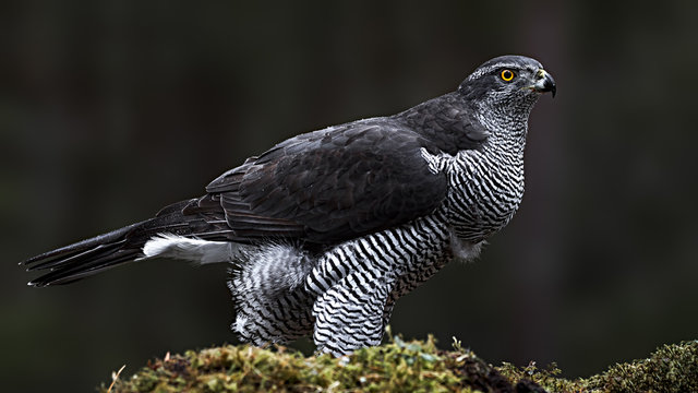 Northern Goshawk perching on rock