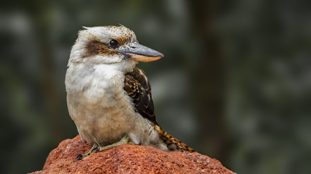 Laughing kookaburra