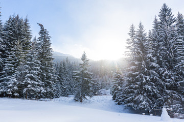 Beautiful winter scenery in the mountains, with fresh snow and fir trees, on a bright sunny day