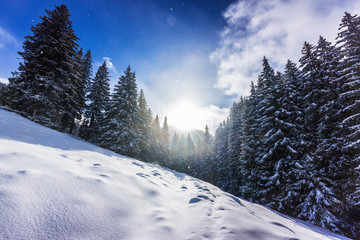 Alpine winter scenery, with fresh snow and mist, on a bright day, in the Alps