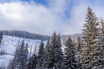 Alpine winter scenery, with fresh snow and mist, on a bright day, in the Alps